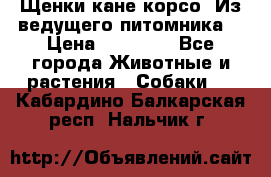 Щенки кане корсо! Из ведущего питомника! › Цена ­ 60 000 - Все города Животные и растения » Собаки   . Кабардино-Балкарская респ.,Нальчик г.